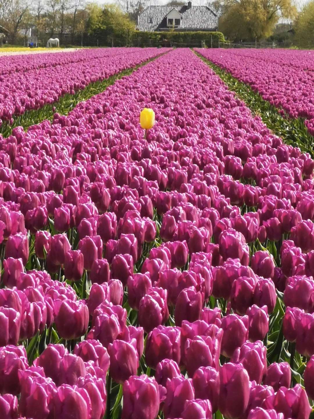 Pink tulip field with a single yellow tulip standing out